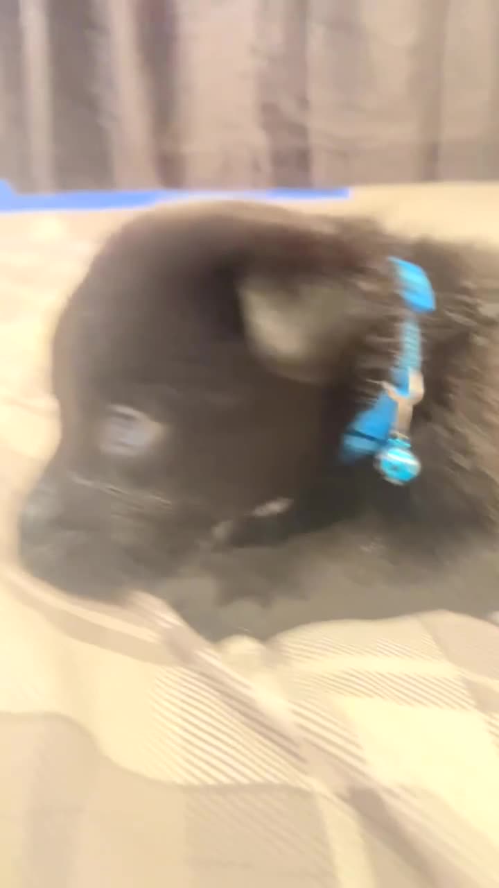 Mixed Breed dogs for sale: LABSKY PUPS !!READY NOW!! - Video 2