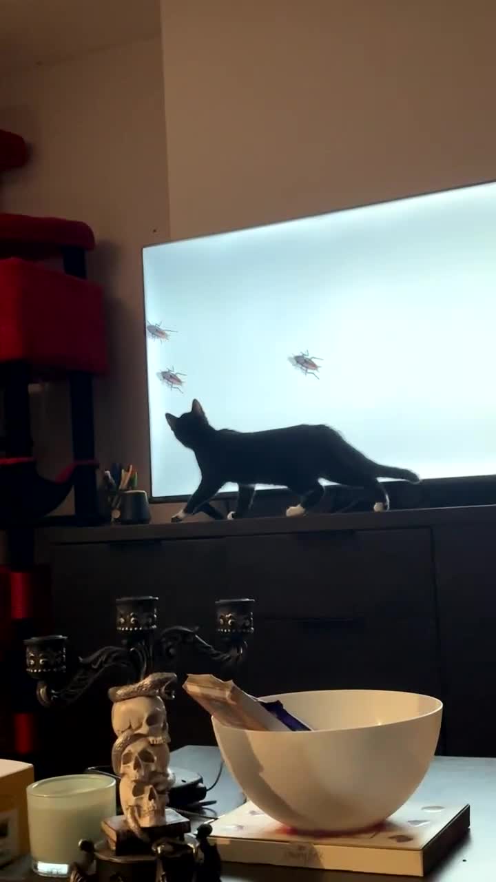 Domestic Shorthair cats for sale: Kitten for sale  - Video 1