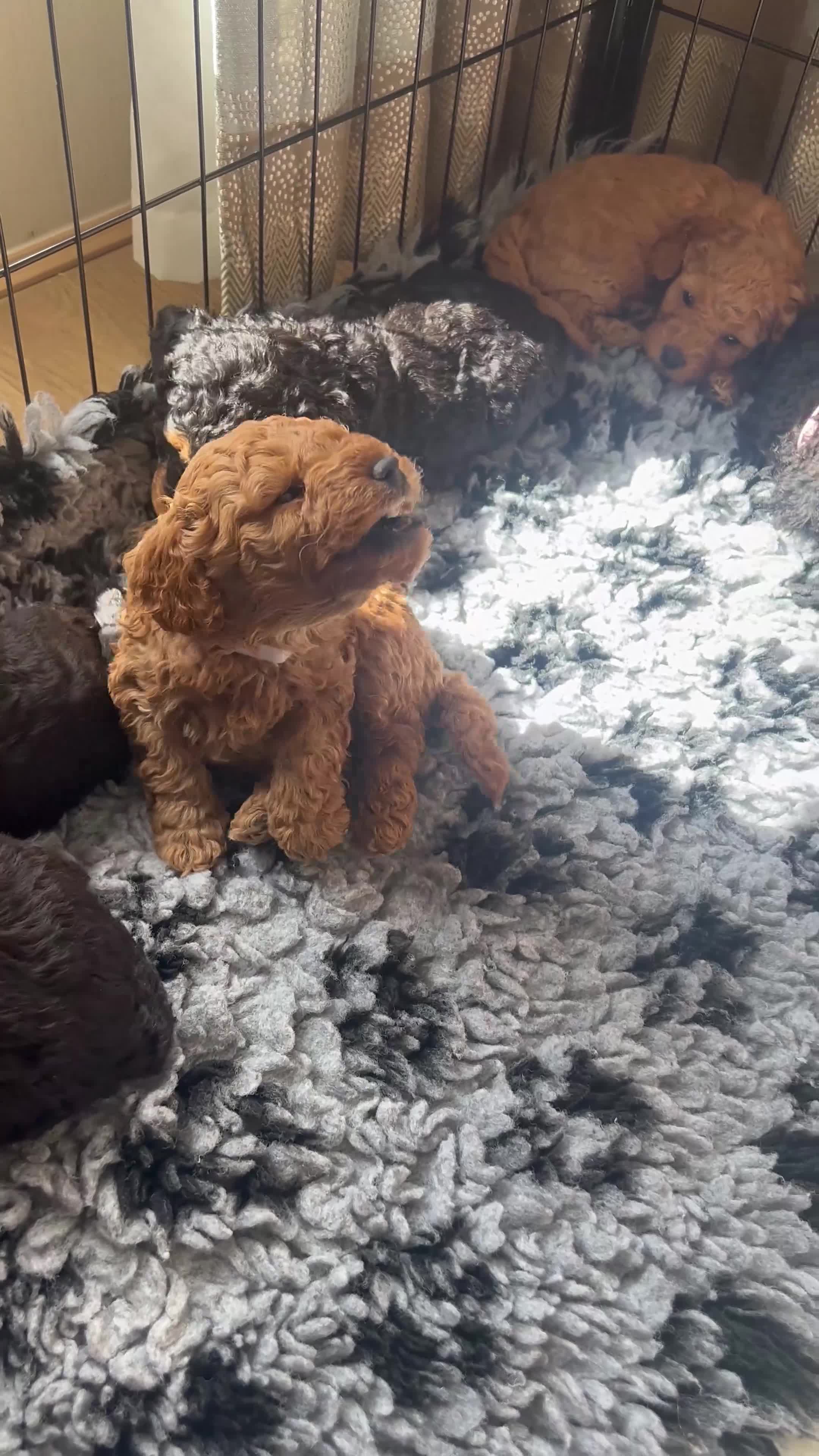Cavapoochon dogs for sale: Mini F1b CAVAPOOCHON 1 BLACK GIRL LEFT  - Video 1