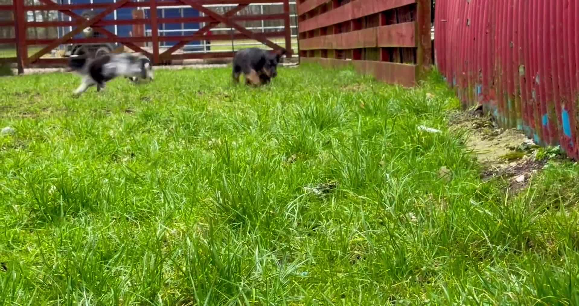 Cocker Spaniel dogs for sale: Fully vaccinated show cockers ready to go! - Video 5