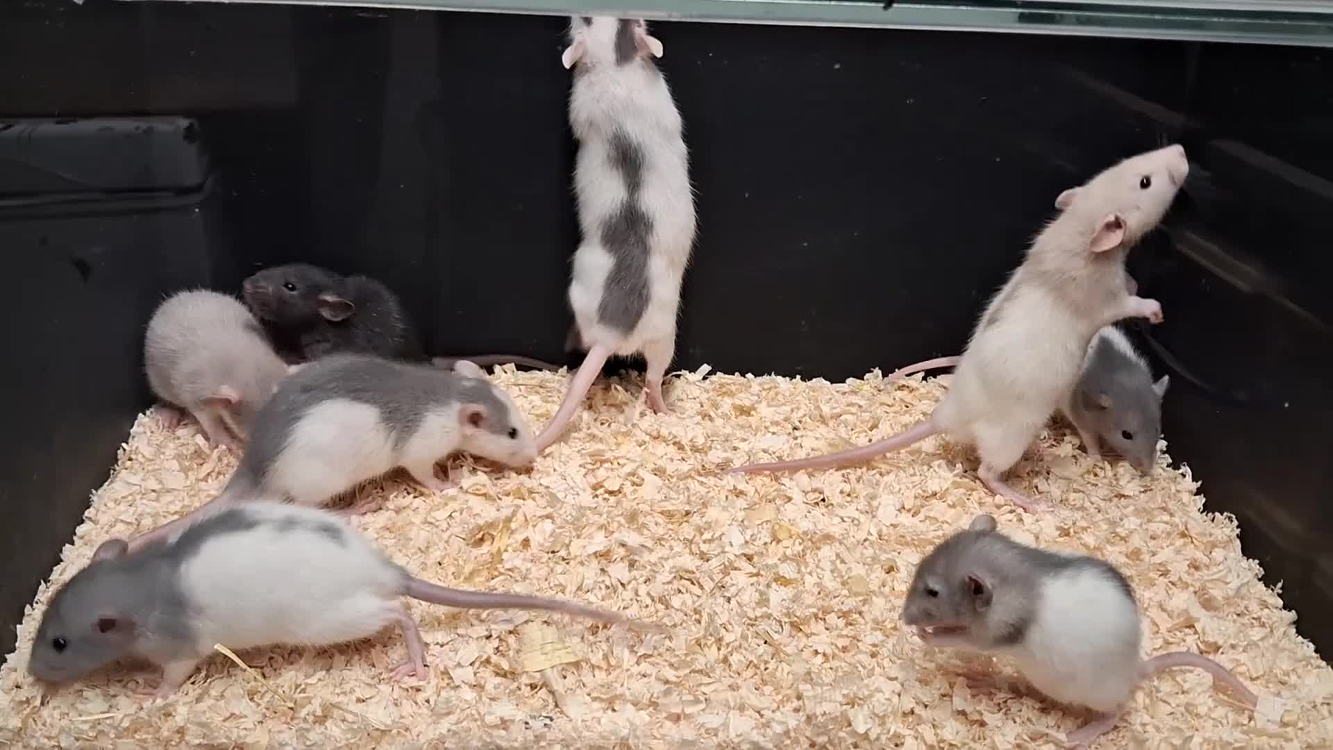 Rat rodents for sale: Baby Dumbo Eared Rat's Males and Females  - Video 1