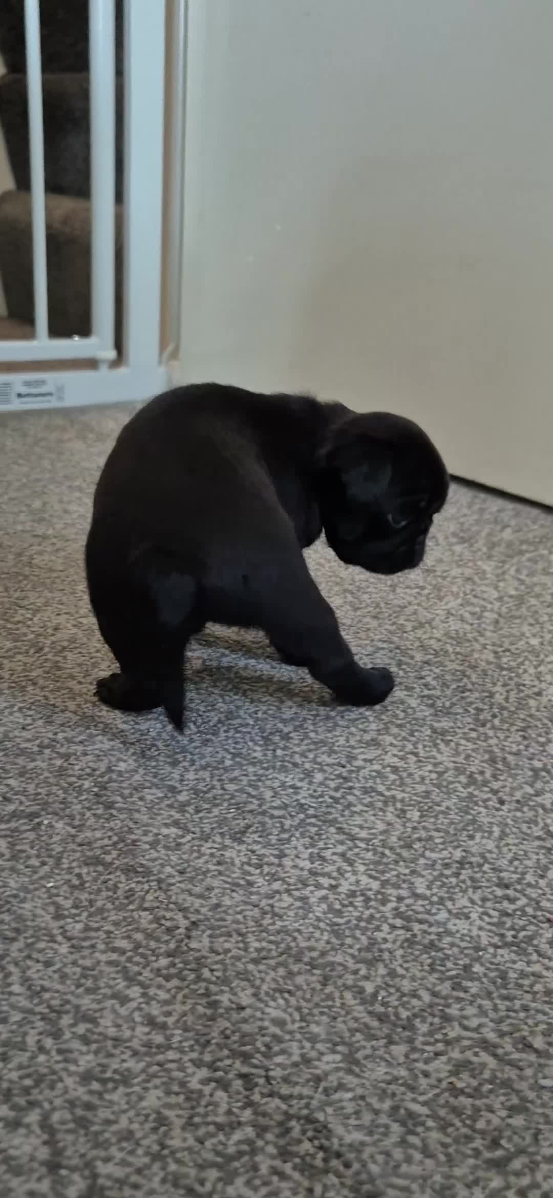 Pug dogs for sale: 3x pug girls 1x pug boy - Video 3