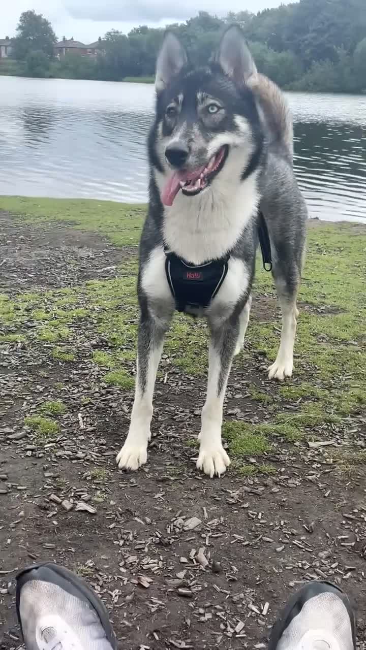 Siberian Husky dogs for sale: Siberian husky  - Video 3