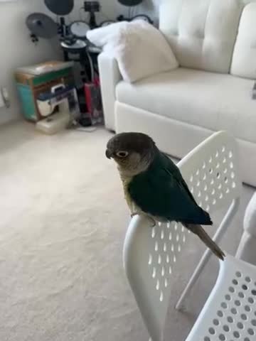 Conures birds for sale: Green cheek conure  in Hartlepool - Video 1