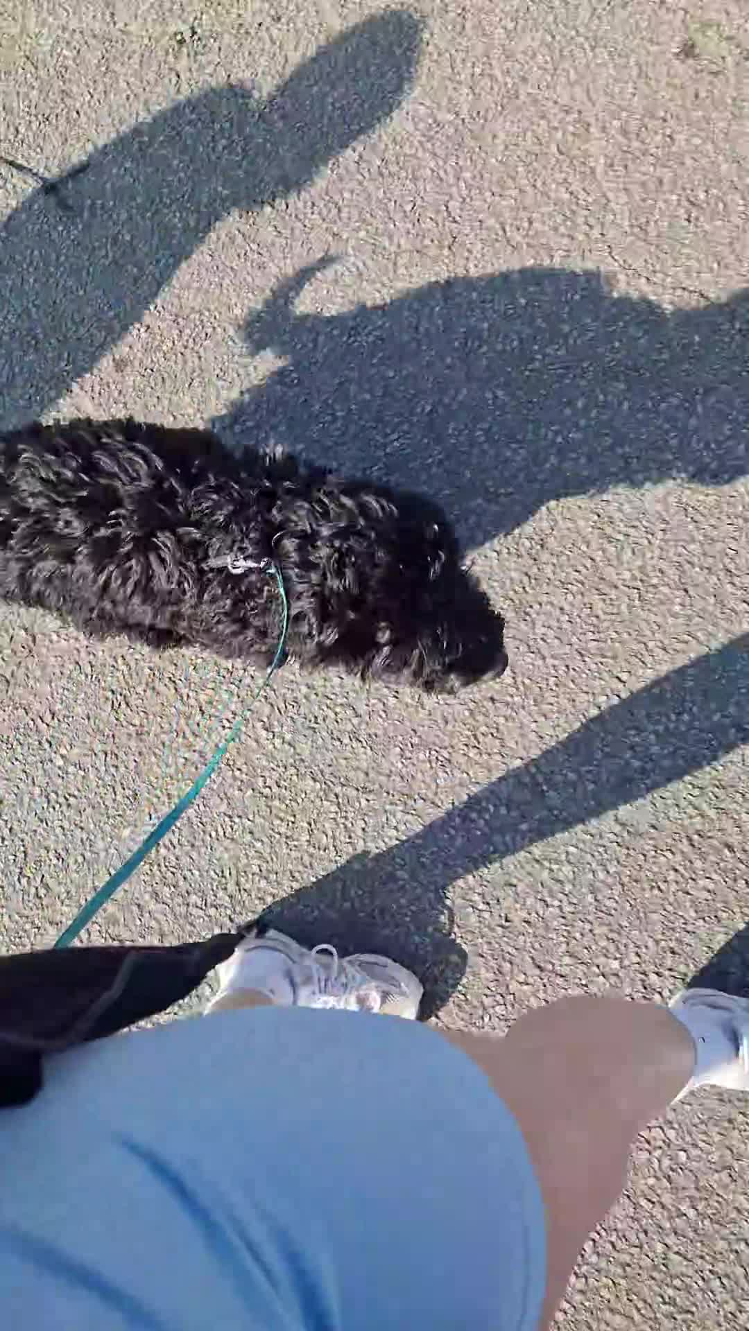 Sprocker dogs for sale: 7 Month Old Sprocker Puppy 🐶  in Runcorn - Video 5