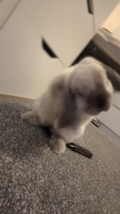 Mini Lop rabbits for sale: House trained female mini lop rabbit & full setup - Video 1