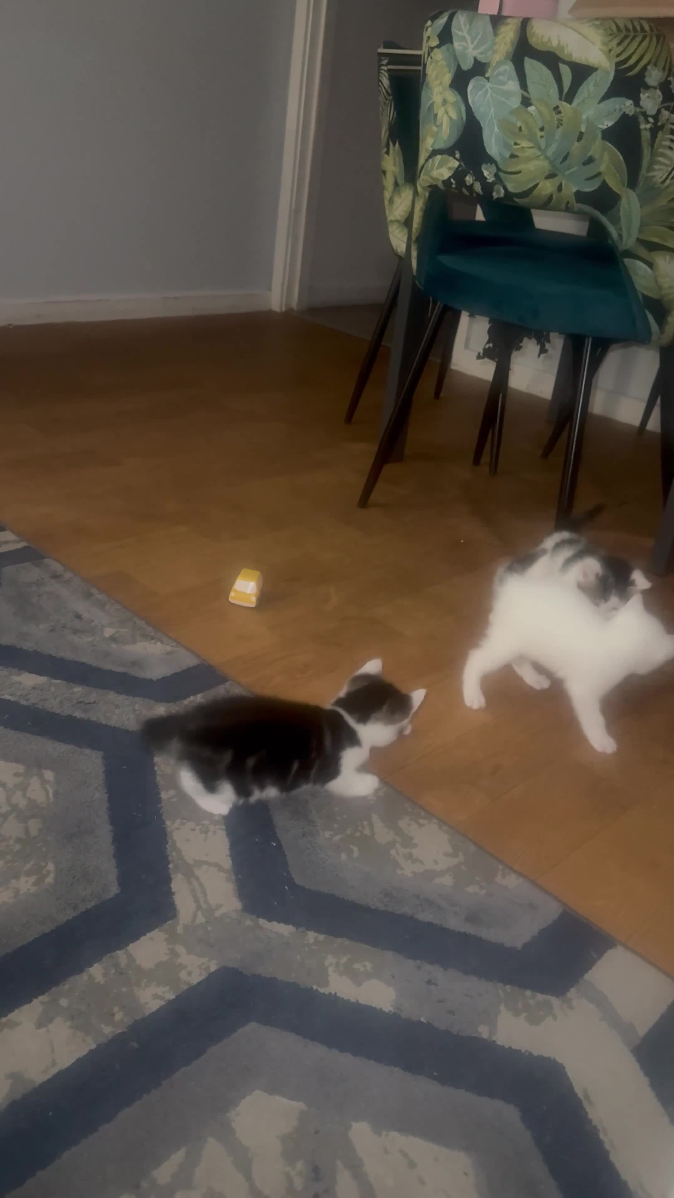 Domestic Shorthair cats for sale: Short Haired Kittens 2 Males & 1 Female Vaccinated - Video 1