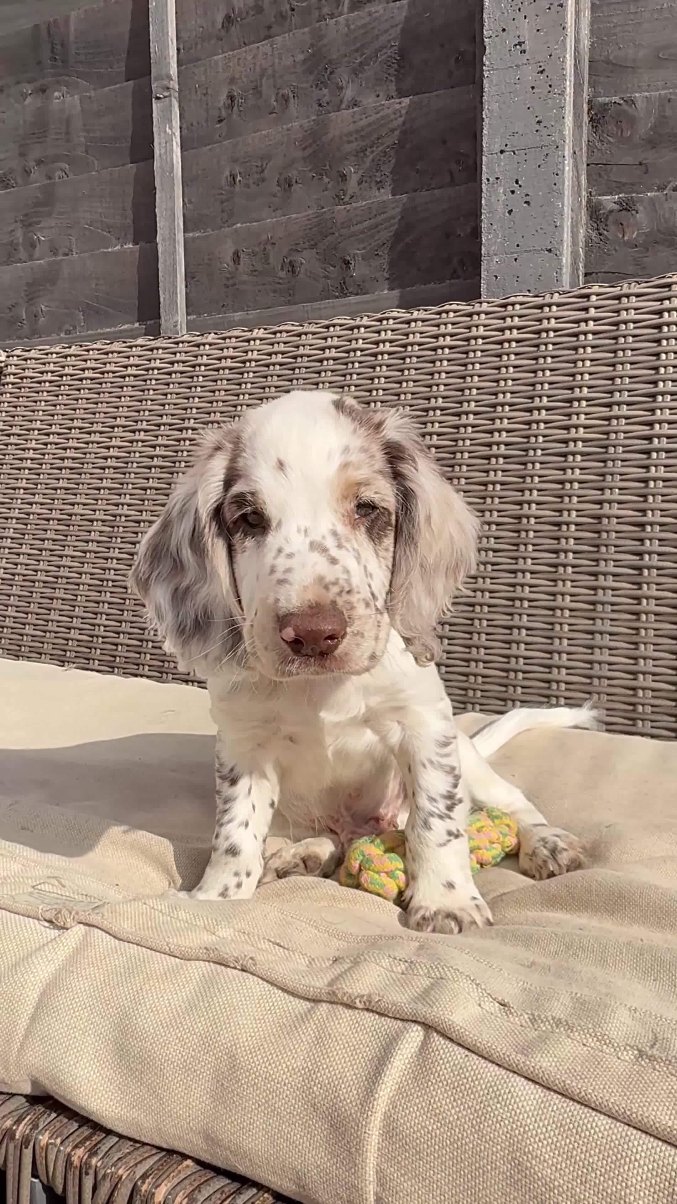 Cocker Spaniel dogs for sale: 6 beautiful cocker spaniel puppies (2 boys left!) - Video 2