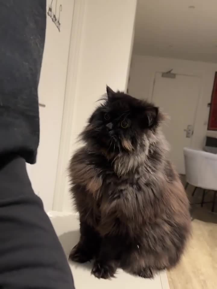 Persian cats for stud: Tongue Out, Tail Up—Let’s Play Forever! - Video 1