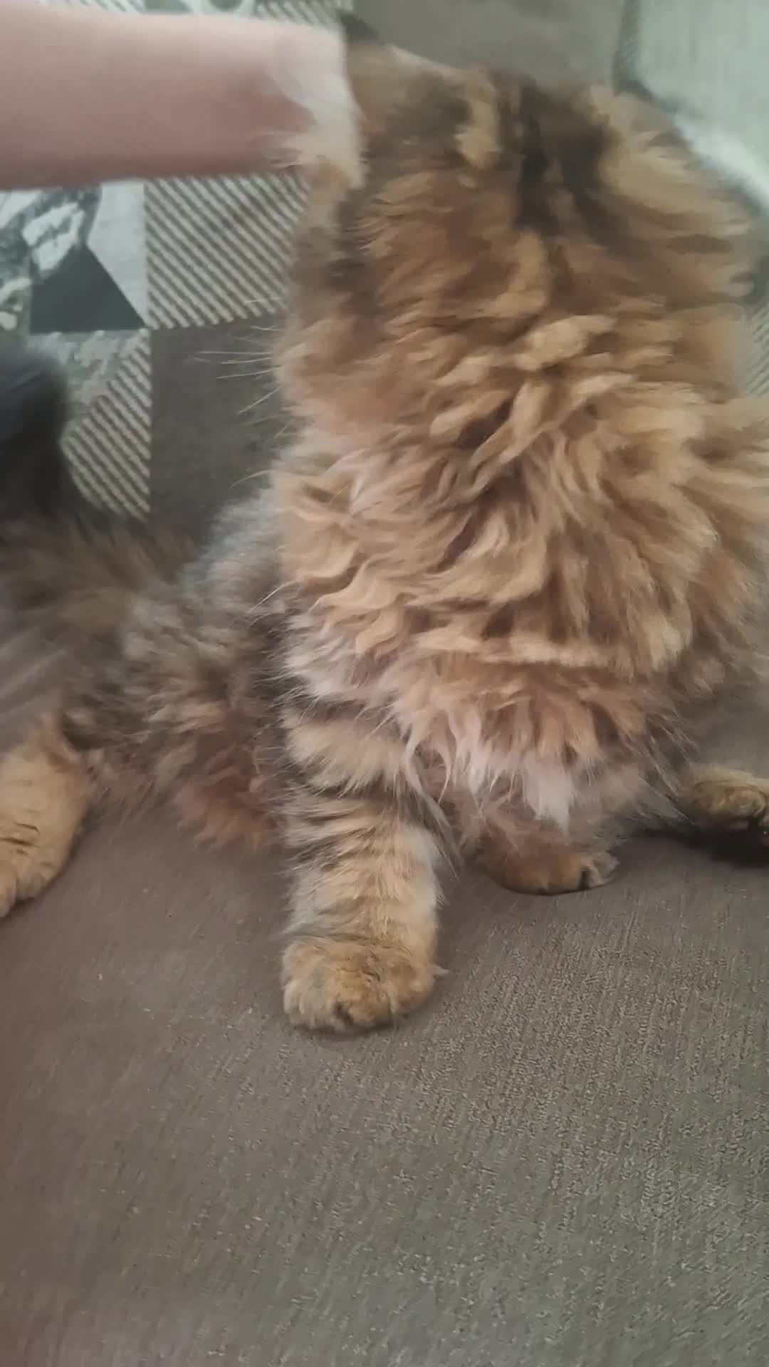 British Longhair cats for sale: Pure British Long Haired Kittwens for sale. - Video 2