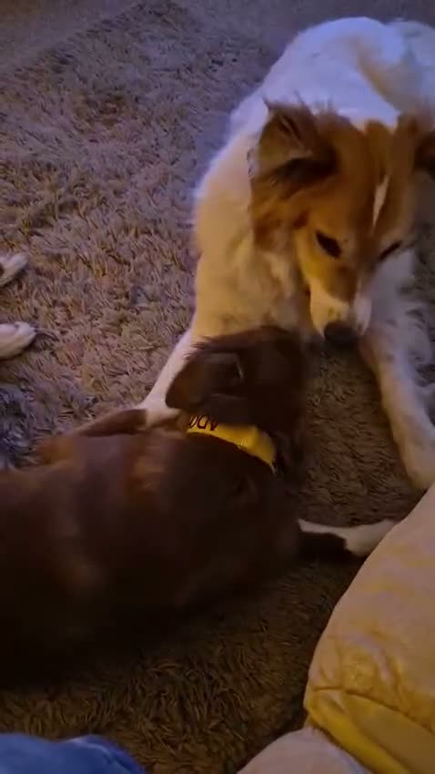 Mixed Breed dogs for sale: Lovely Gem needs her family  in Aldershot - Video 5