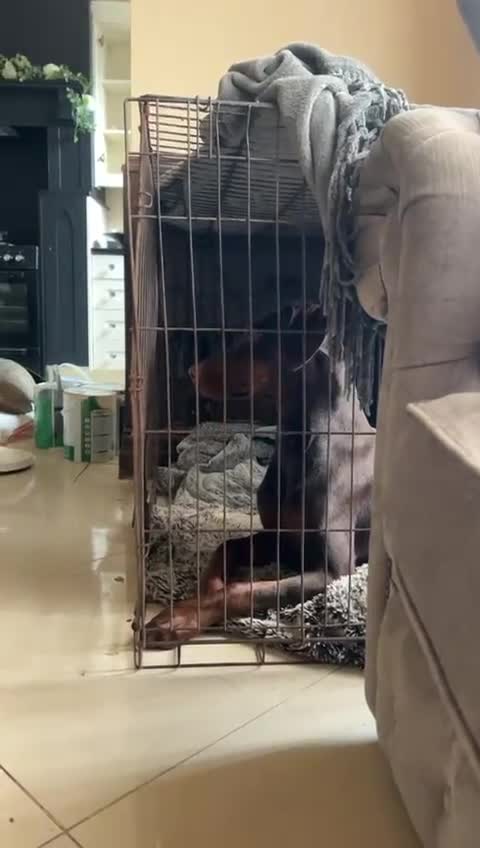 Dobermann dogs for sale: Champion Bloodline Dobermann female  - Video 1