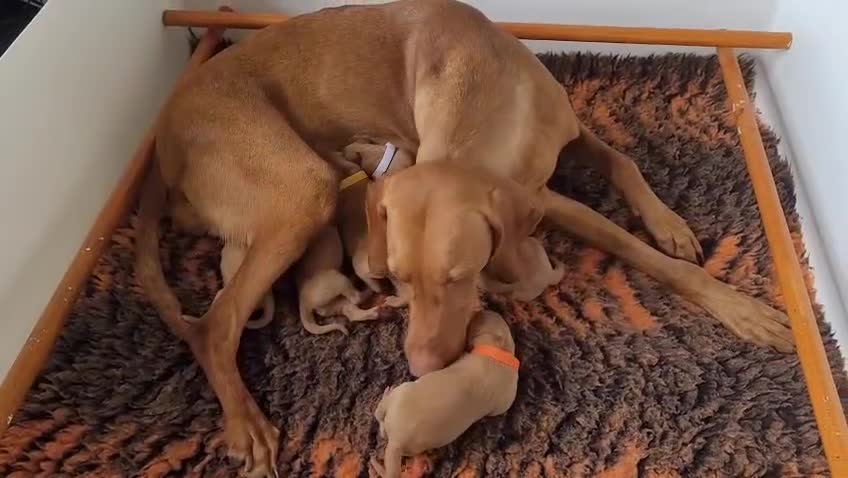 Hungarian Vizsla dogs for sale: Exceptional Vizsla Puppies - 5* Licenced Breeder  - Video 1