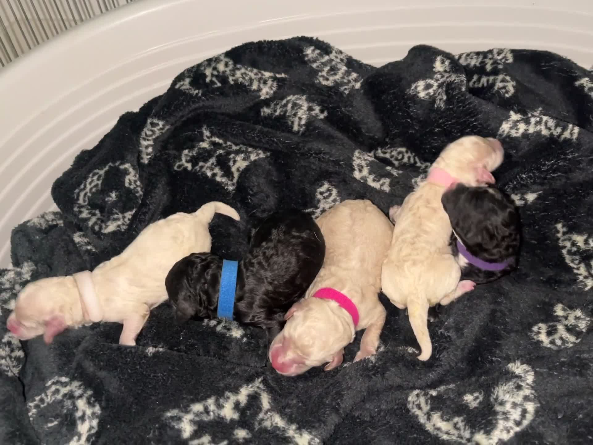 Cavapoochon dogs for sale: 🌟 Stunning F1B Cavapoochon puppies available now  - Video 1