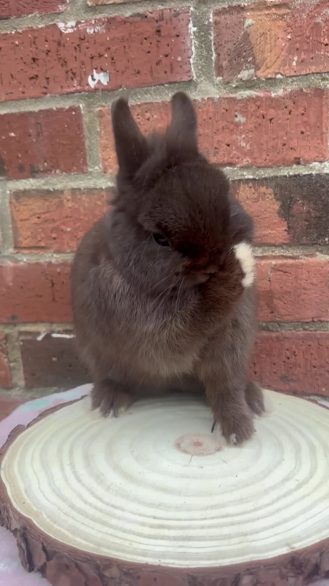 Netherland Dwarf rabbits for sale: Male and females pure bred Netherland dwarf  - Video 1