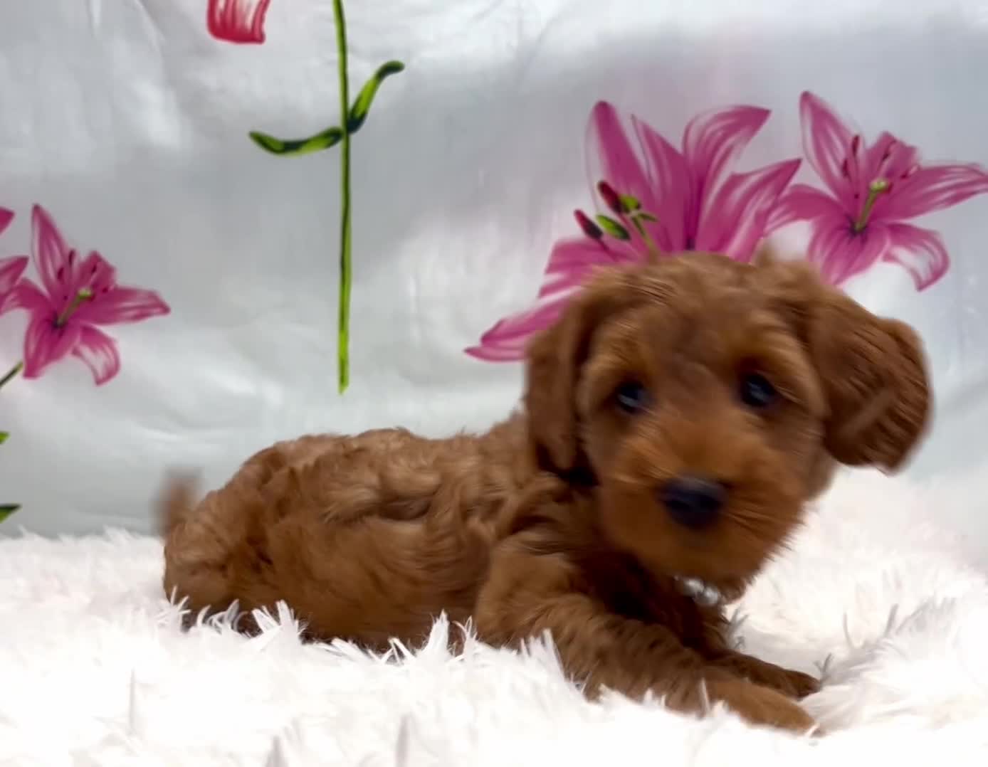 Miniature Poodle dogs for sale: ⭐️F2B Hypoallergenic DNA CLEAR Red Mini Cockapoos in Torquay - Video 2