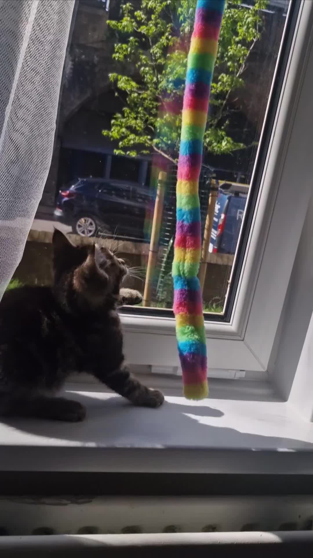 Bengal cats for sale: Sweet male kitten looking for a loving home in London - Video 1