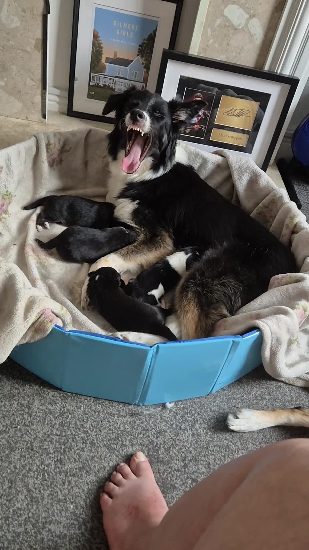 Mixed Breed dogs for sale: 3 Male puppies - Video 1