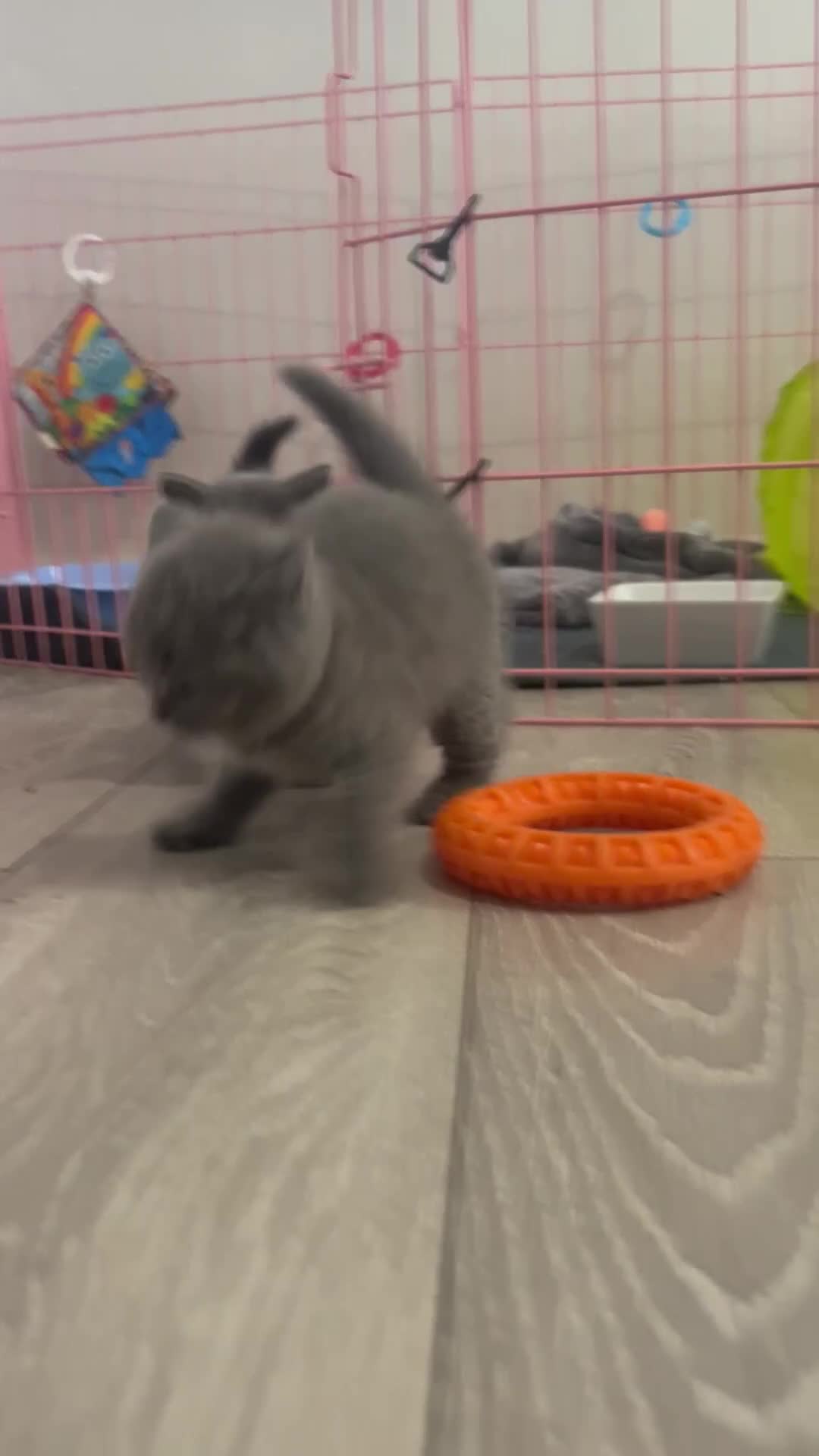 British Shorthair cats for sale: Pedigree GCCF BSH kittens ready in 2 weeks time !! - Video 3