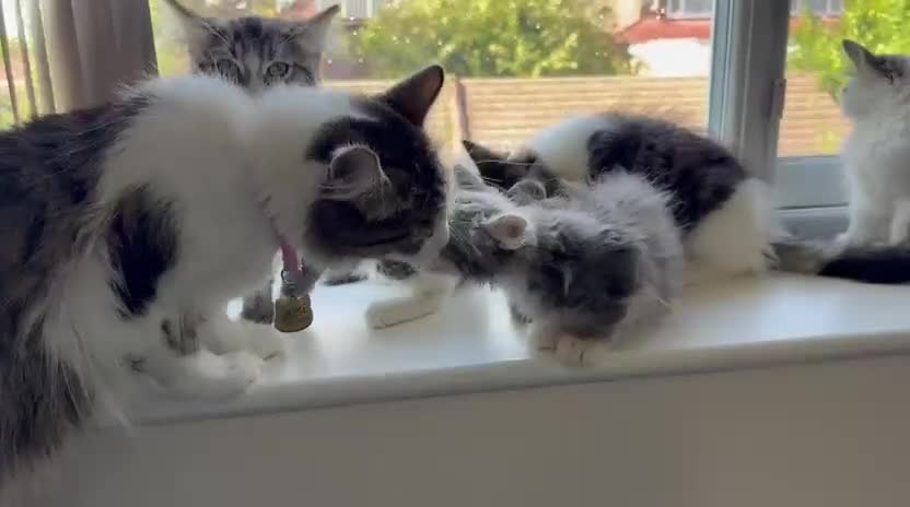 Mixed Breed cats for sale: Adorable Ragdoll and Norwegian Forest Kittens - Video 2