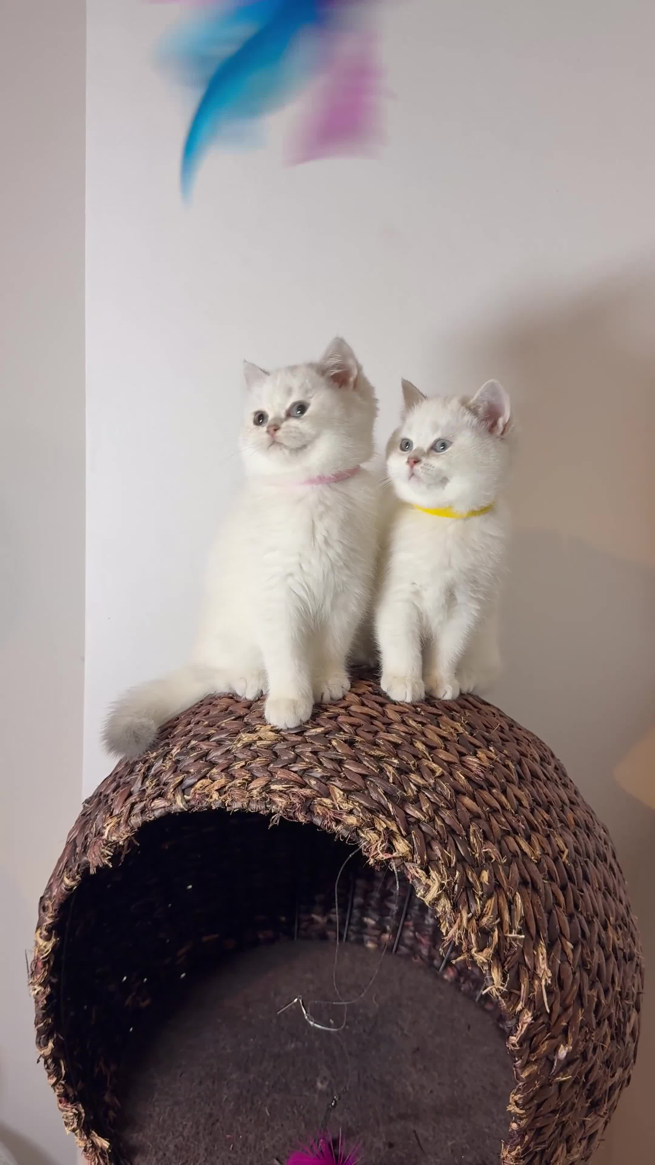 Scottish Fold cats for sale: 😻Last Two Stunning Scottish straight girls 😻 - Video 1