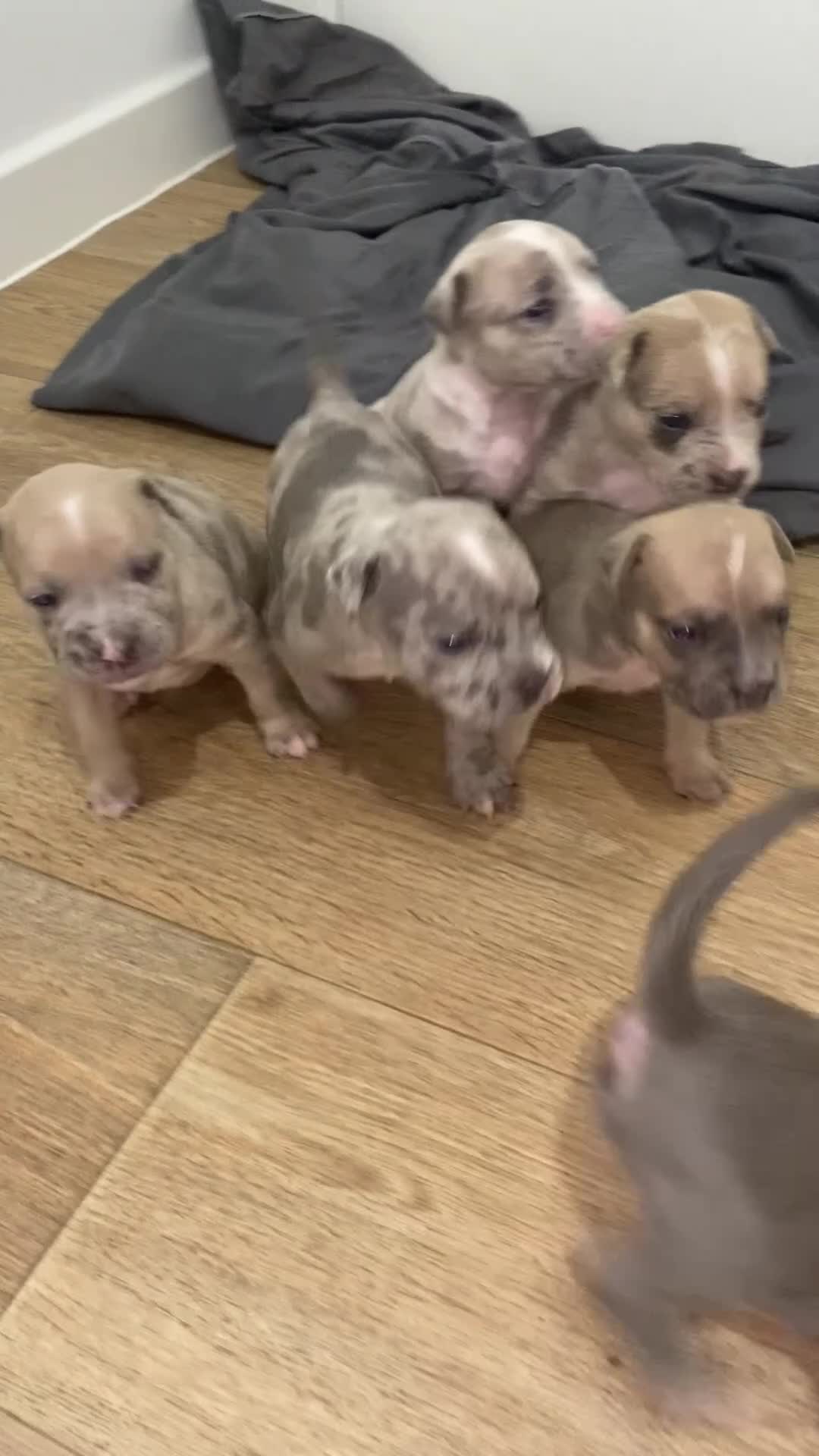 American Bully dogs for sale: 4 pups left ready to leave now - Video 1