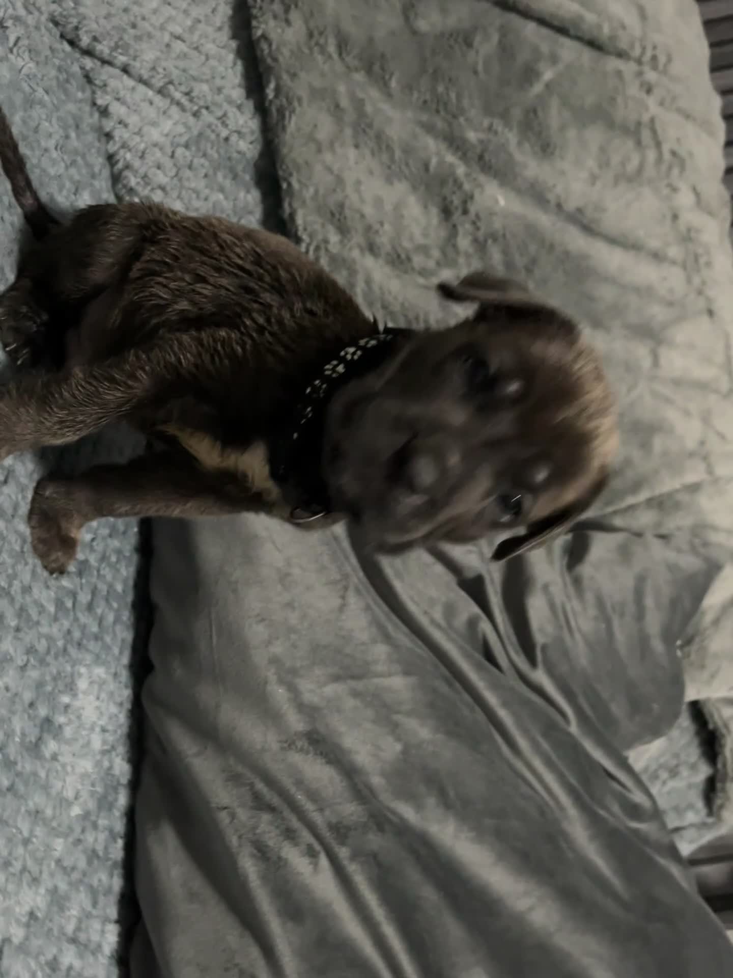 Cane Corso dogs for sale: 10 Adorable Cane Corso Puppies 🐶🐾🐾 - Video 4