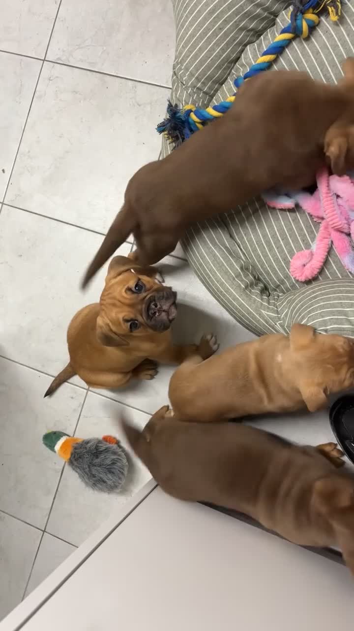 Mixed Breed dogs for sale: Beautiful old tyme bulldog puppies  ❤️ - Video 1