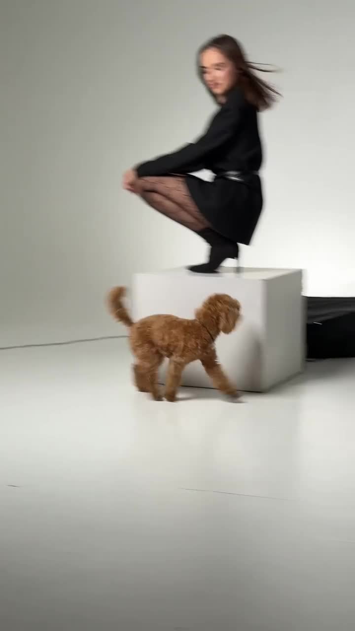 Toy Poodle dogs for stud: KC Registered Toy Poodle Stud – Healthy & Strong - Video 1