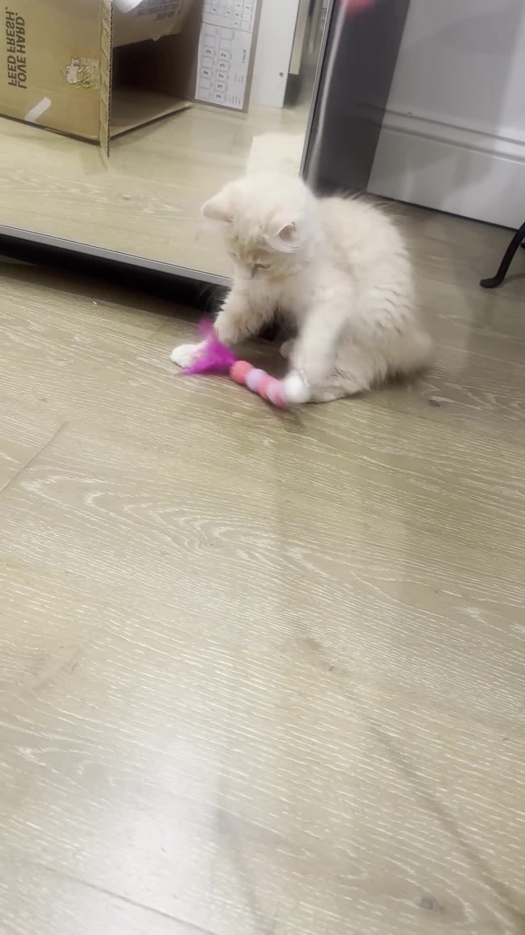 Siberian cats for sale: Beautiful Siberian Kitten - Video 1
