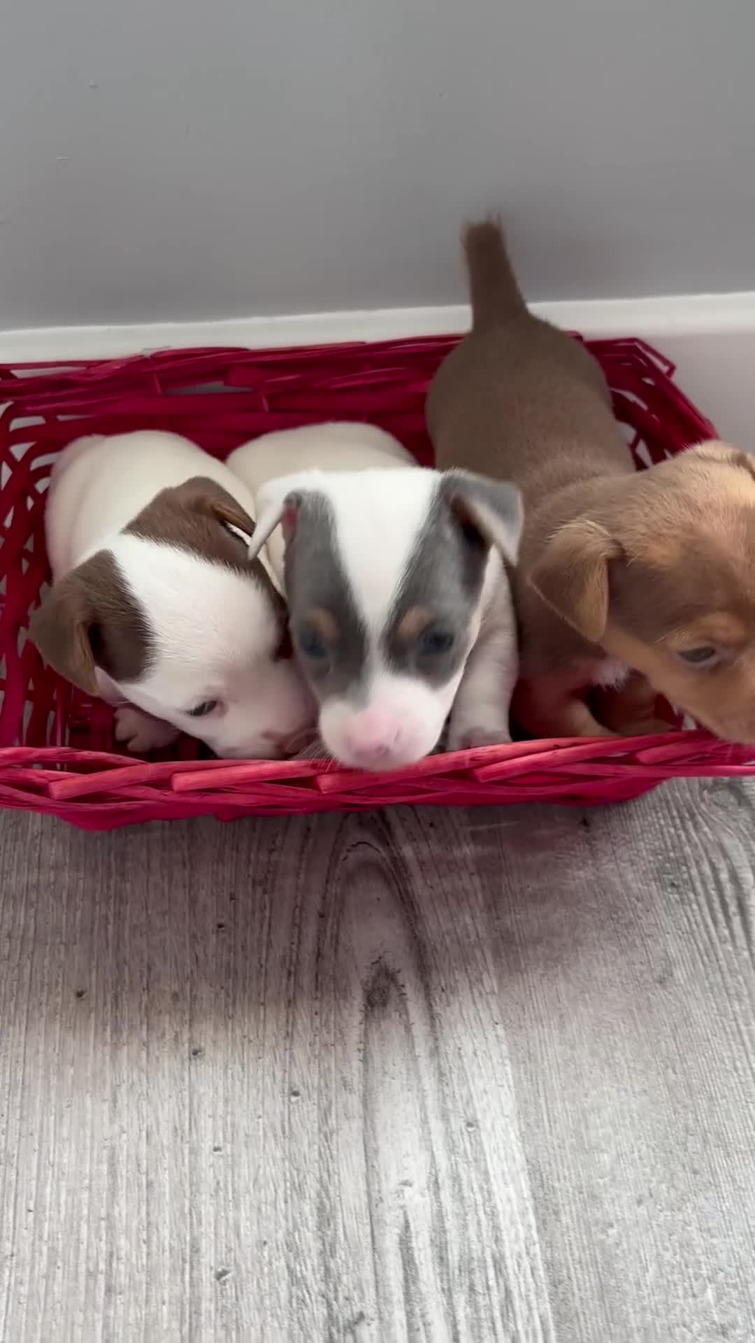 Jack Russell dogs for sale: Miniature Jack Russell’s   - Video 2