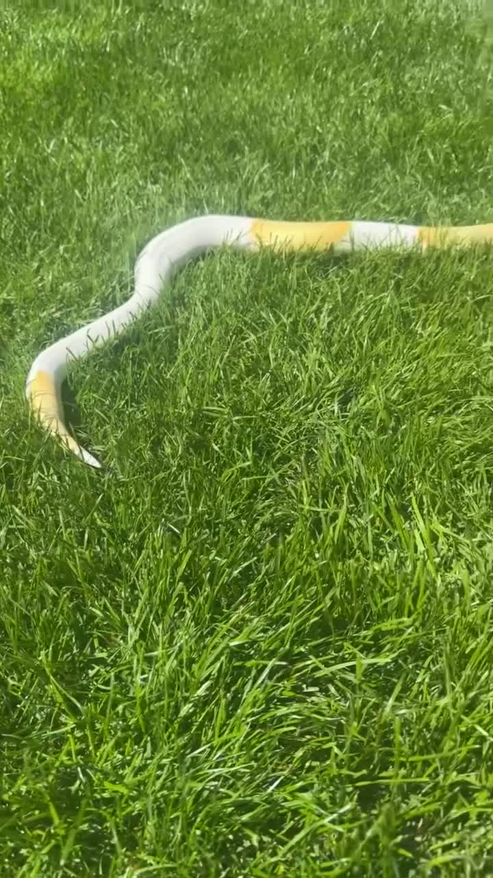 Python Snake reptiles for sale: Ball pythons for sale.  - Video 1