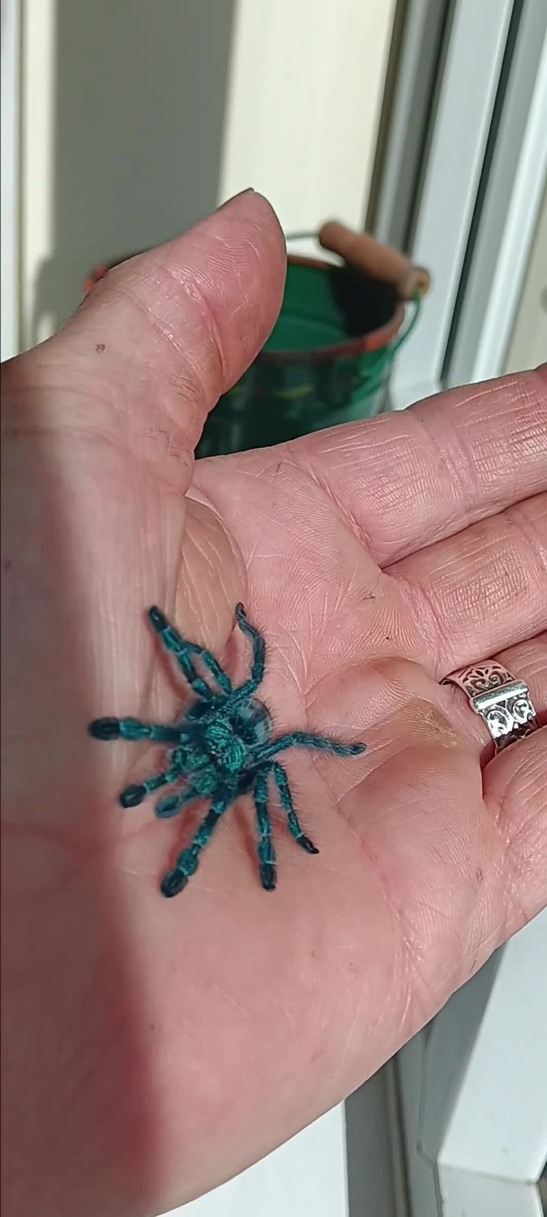 Spiders invertebrates for sale: Caribena Versicolor 5+cm grown on spiderlings - Video 1