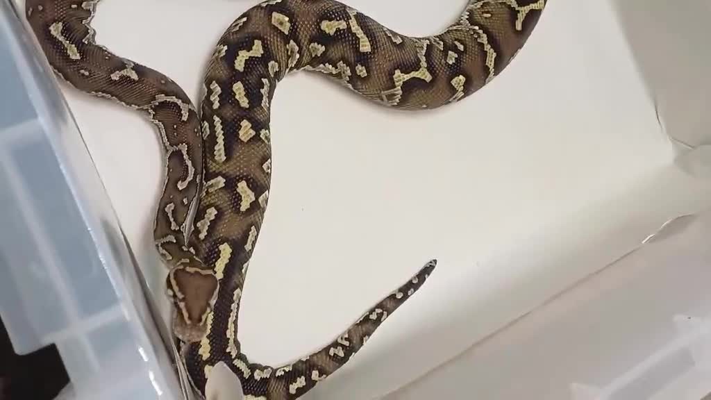 Python Snake reptiles for sale: CB22 PAIR OF ANGOLAN PYTHONS  - Video 2
