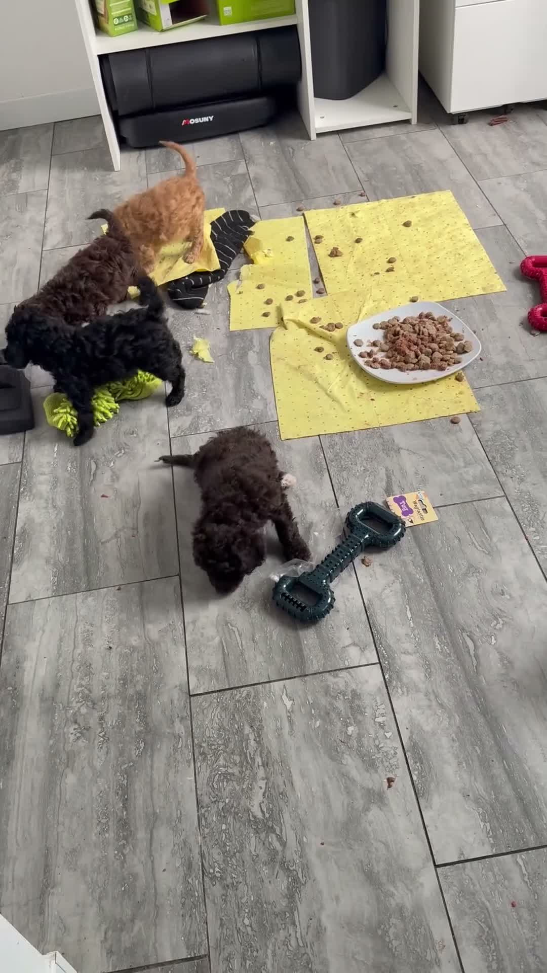 Cockapoo dogs for sale: 2 girls cockapoo ready to leave 16th September  in Bridgend - Video 1