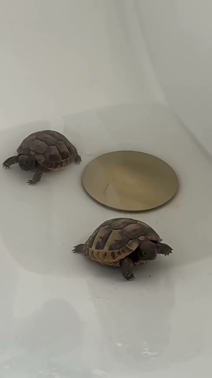Tortoise reptiles for sale: spur-thighed tortoise - Video 1
