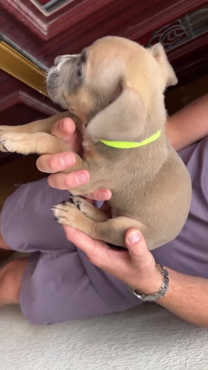 American Bully dogs for sale: Pocket bullies  - Video 3