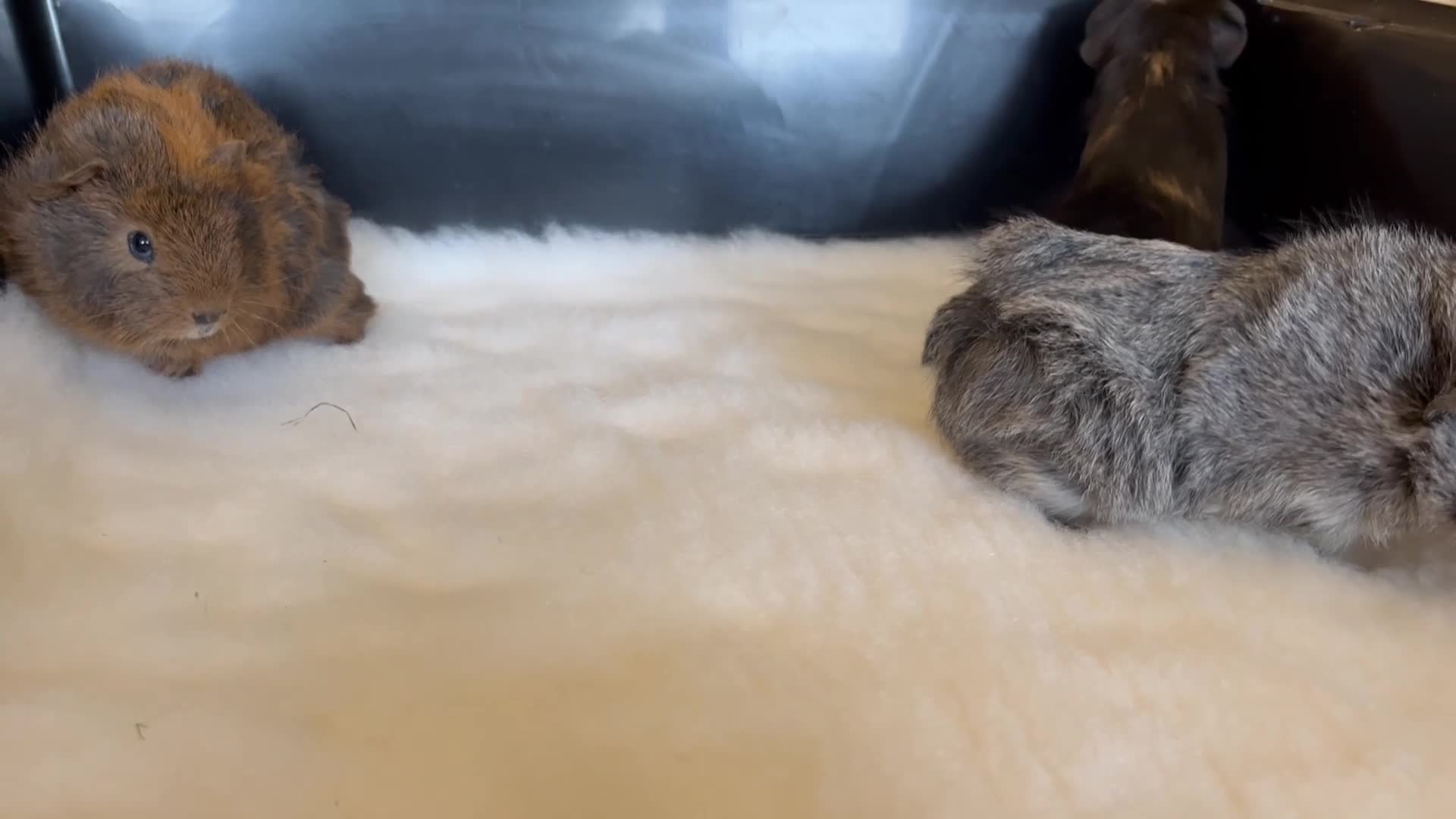 Guinea Pig rodents for sale: Guinea Pig babies- beautiful colours and condition - Video 1