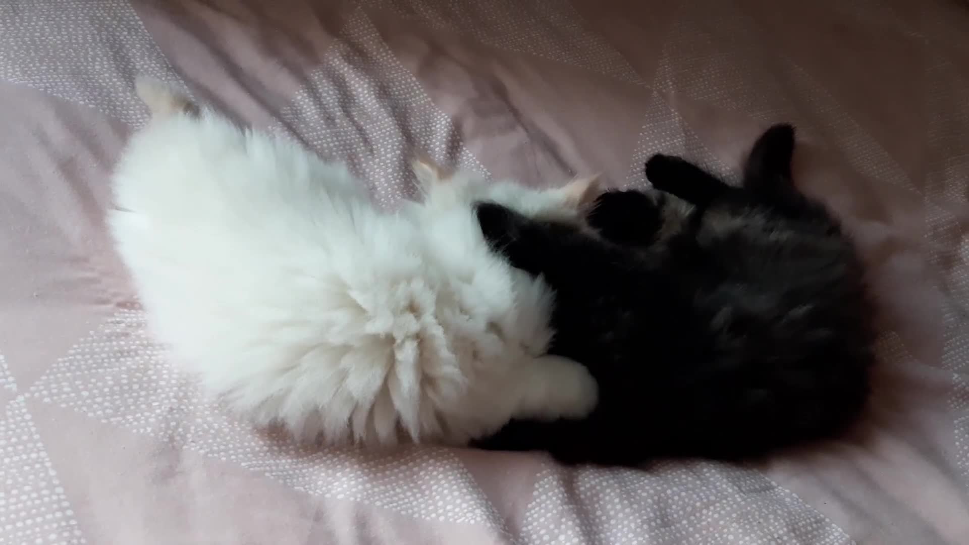 Persian cats for sale: Persian kittens I male 1 female - Video 1