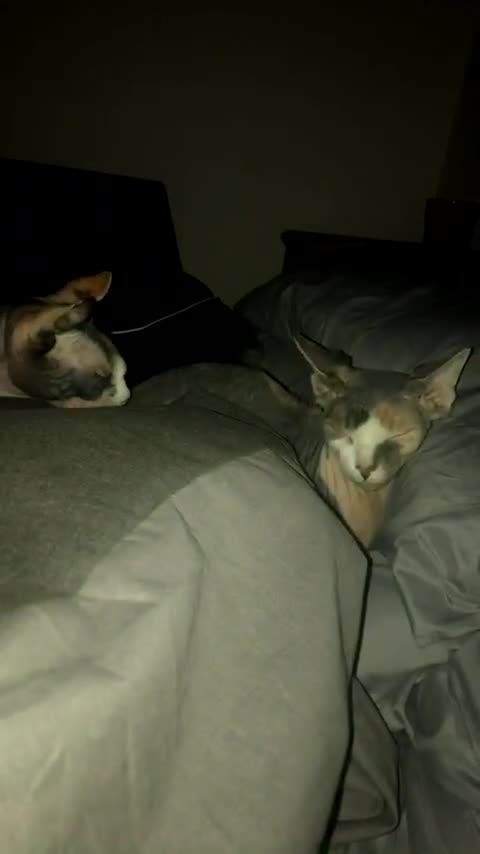 Sphynx cats for sale: RARE Dwelf Odd Eye Patterned Sphynx  - Video 4