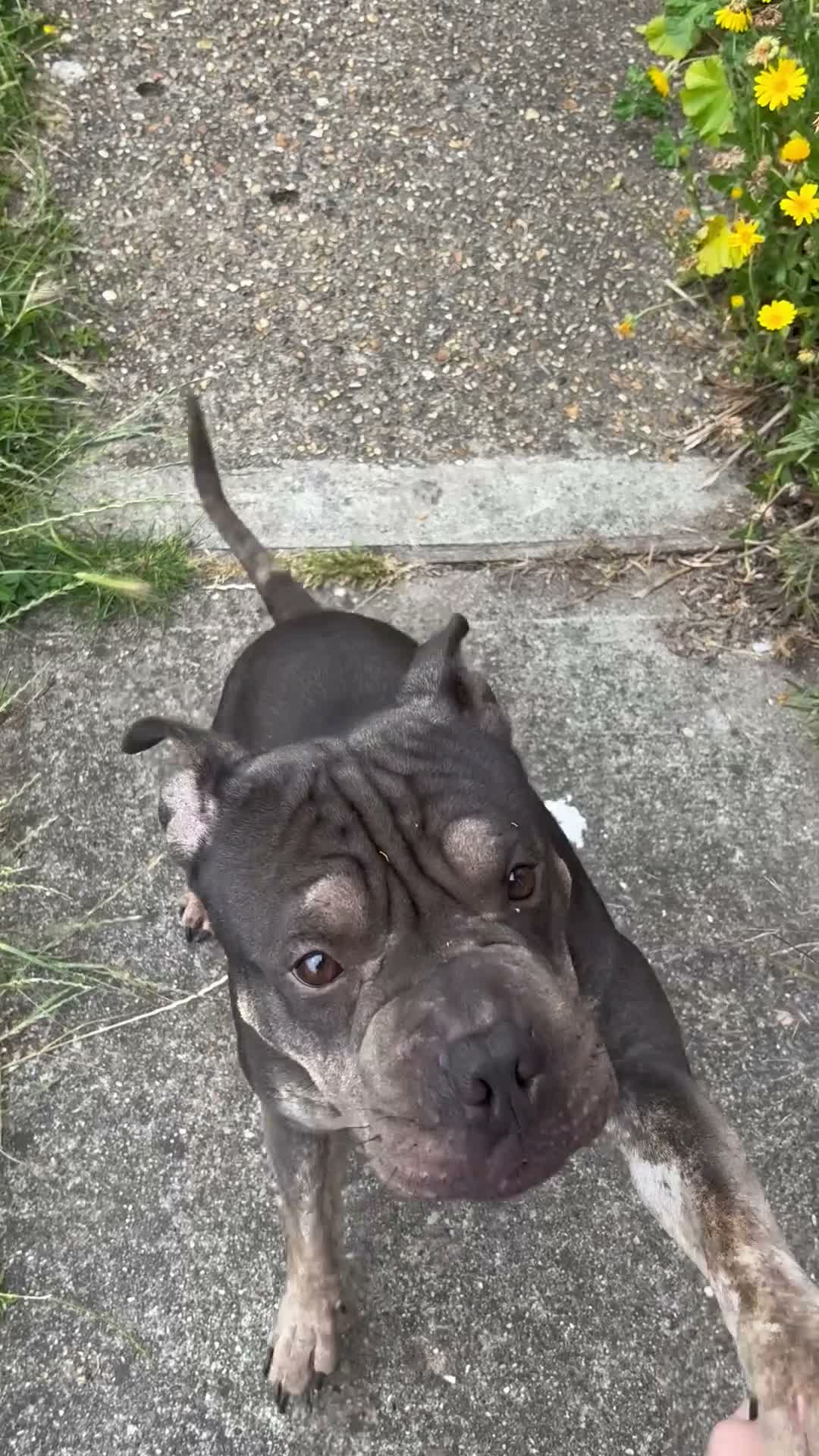 Mixed Breed dogs for sale: Shar Pei cross Staff type needs home  in Rochford - Video 1