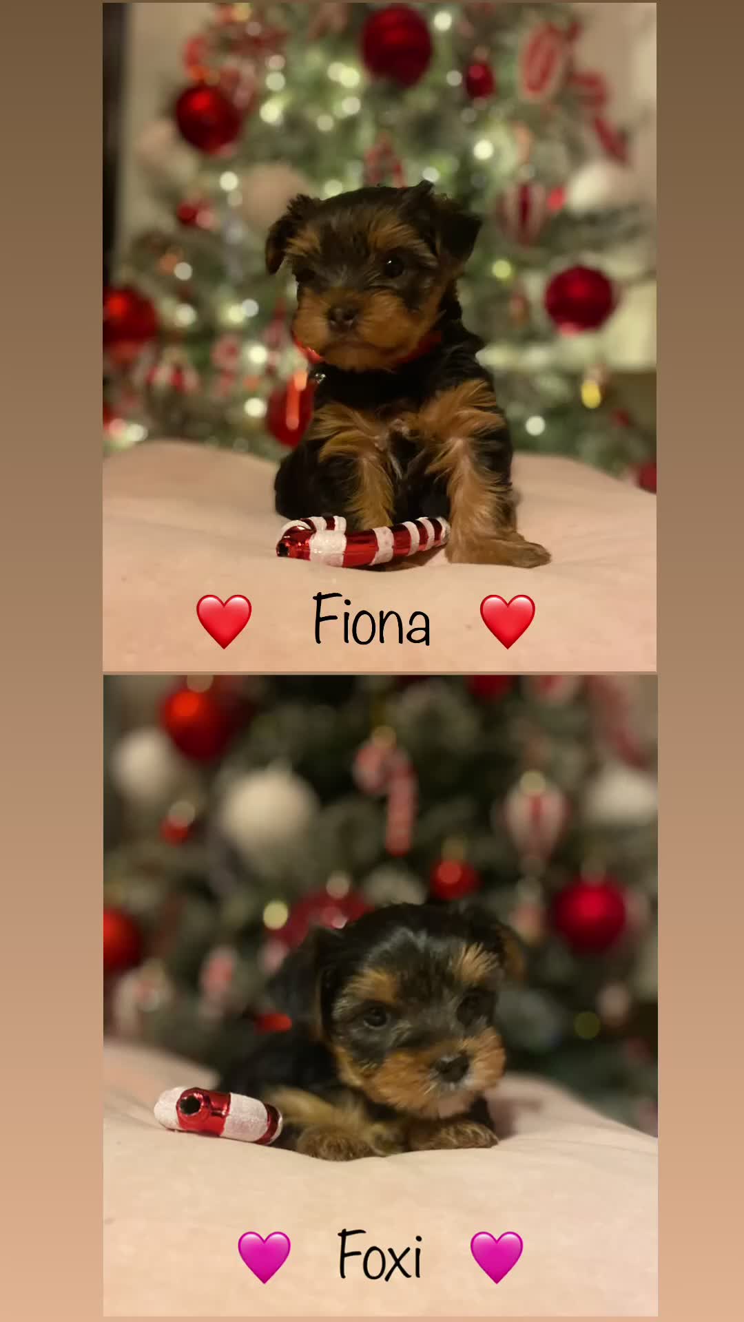 Yorkshire Terrier dogs for sale: Beautiful 2 Girls Yorkshire Terrier Pedigree  - Video 3