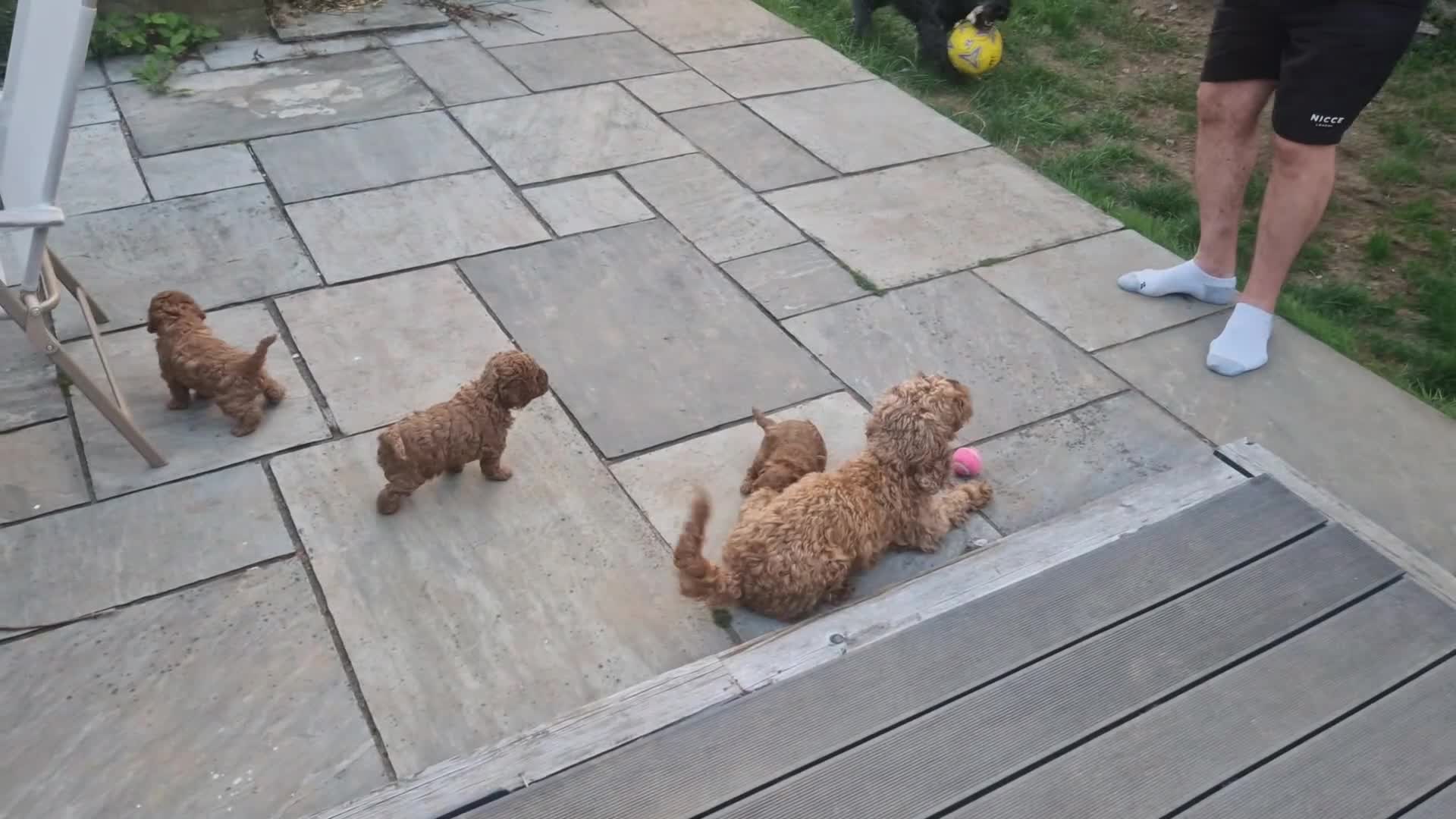 Cockapoo dogs for sale: Cockapoo F1B puppies.  - Video 2