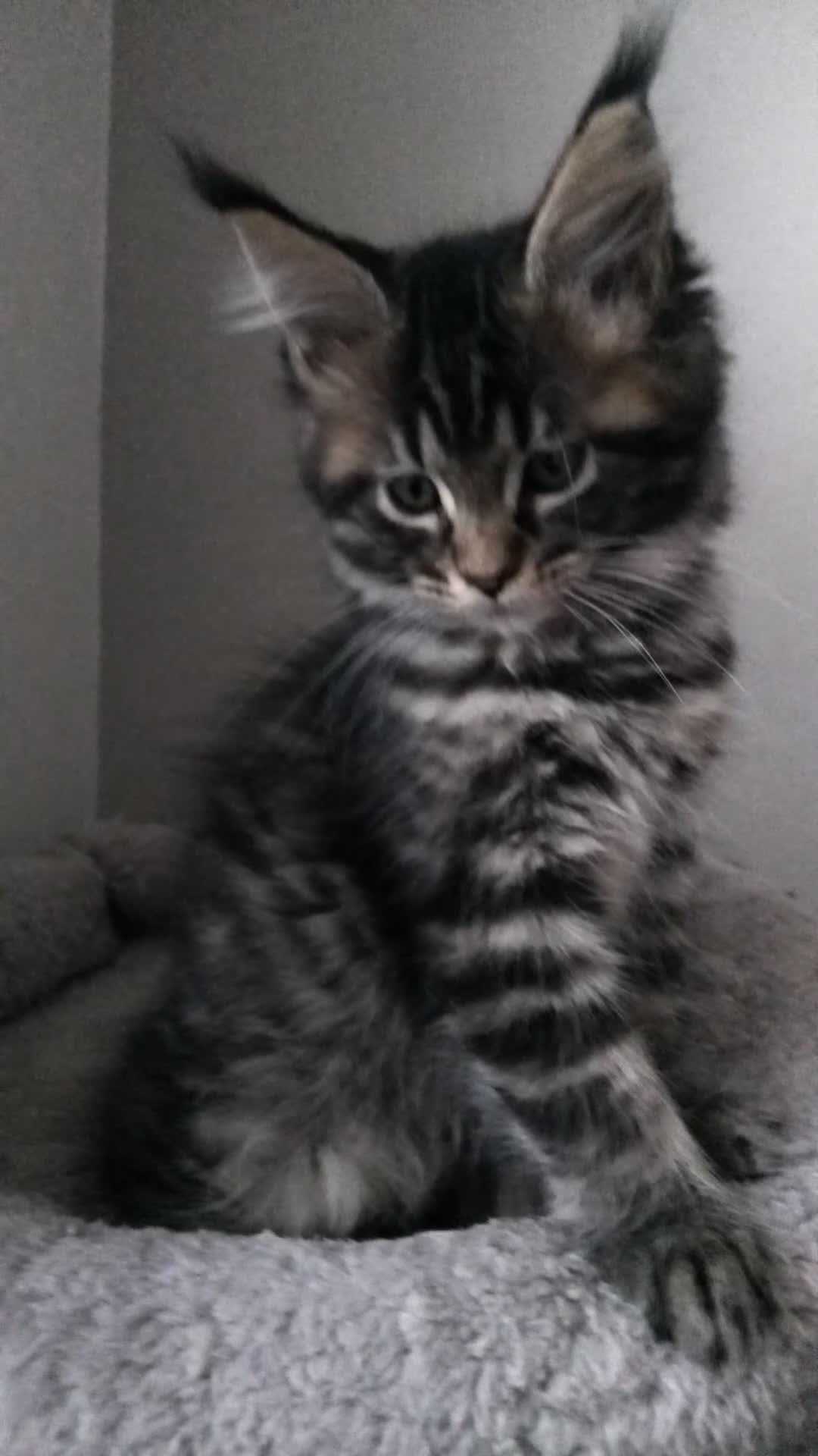 Maine Coon cats for sale:  Maine coons kittens GCCF. Black drey tabbys - Video 1