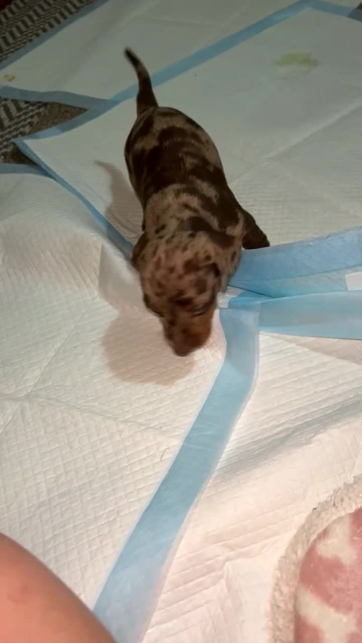 Miniature Dachshund dogs for sale: Miniature smooth haired dachshunds  - Video 3