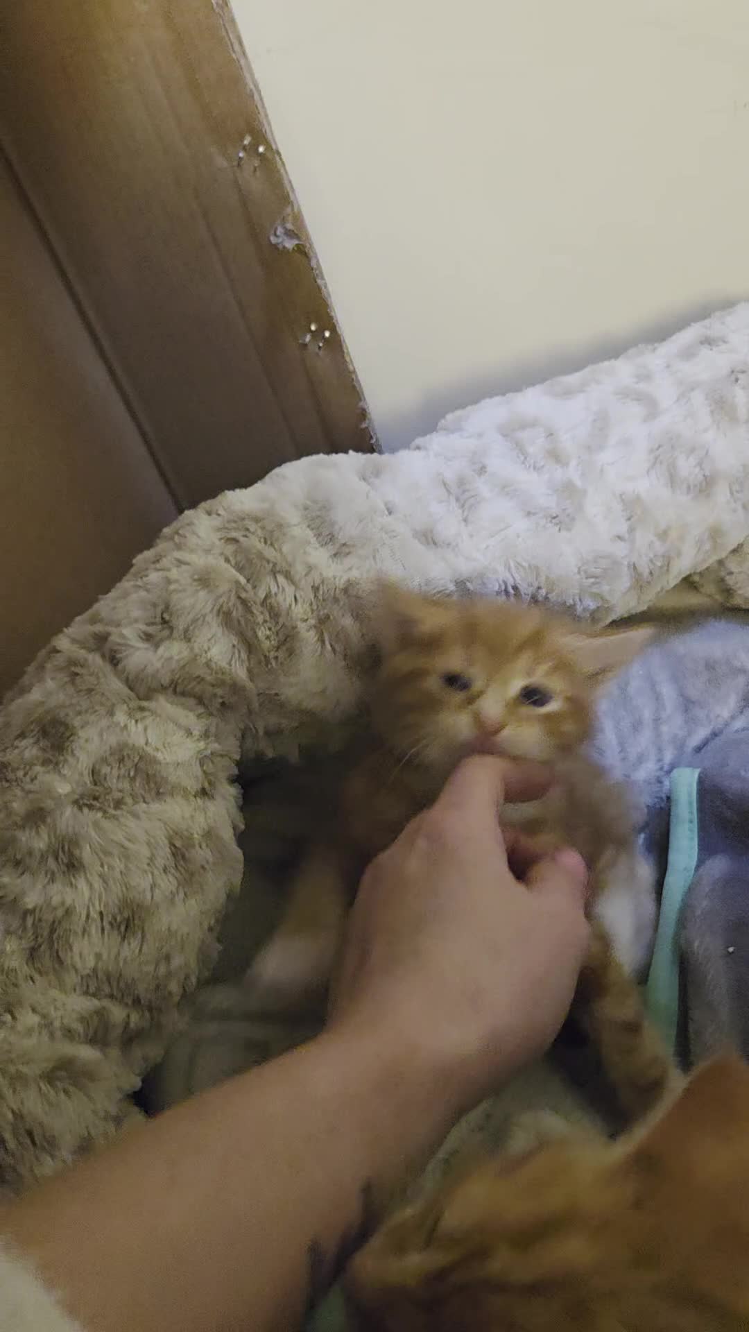 Mixed Breed cats for sale: Kittens for sale - Video 2