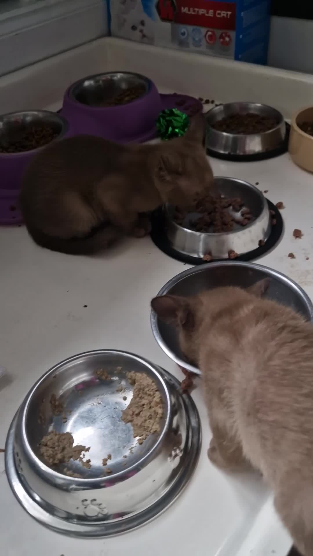 Burmese cats for sale: Burmese Kittens – Two Chocolate  - Video 1