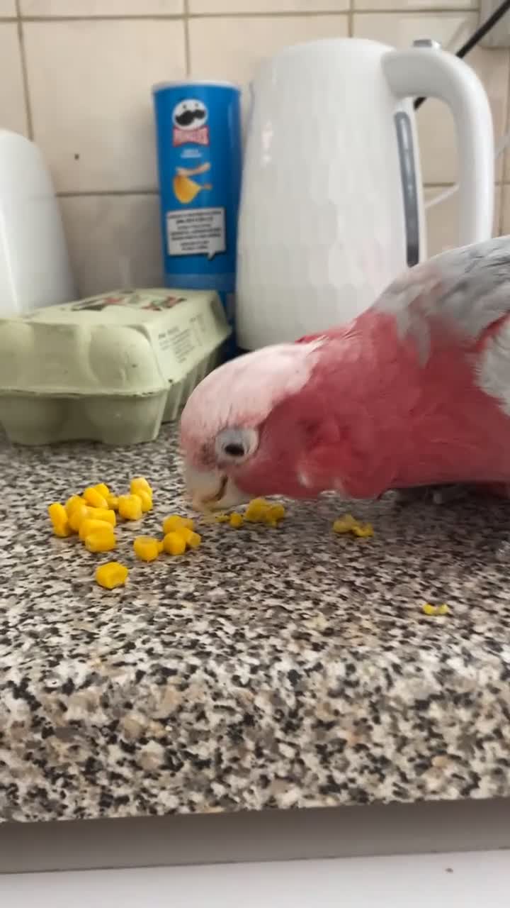 Parrots birds for sale: galah cockatoo, named Buddy  - Video 1