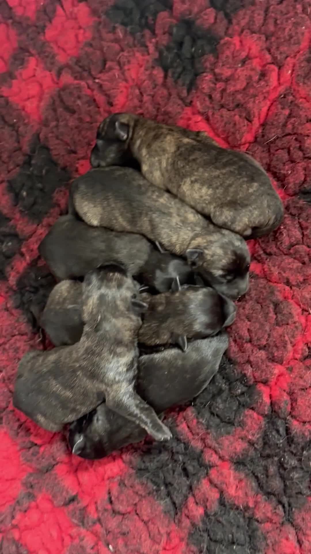 Cairn Terrier dogs for sale: KC reg pups off Health Tested lines, avail 1st Aug - Video 1
