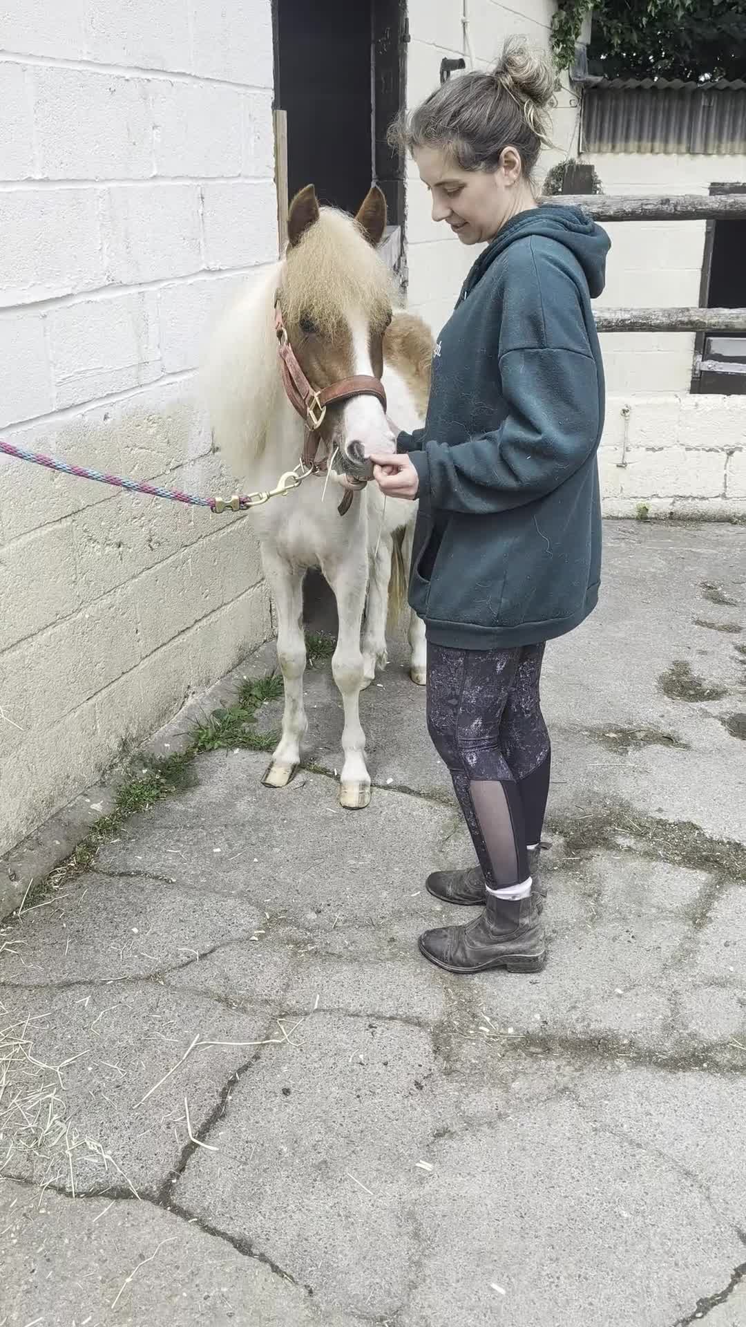 Dartmoor horses for sale: 12 hh pony looking for his forever home - Video 3